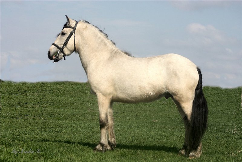 туманный клипер лошадь фото2