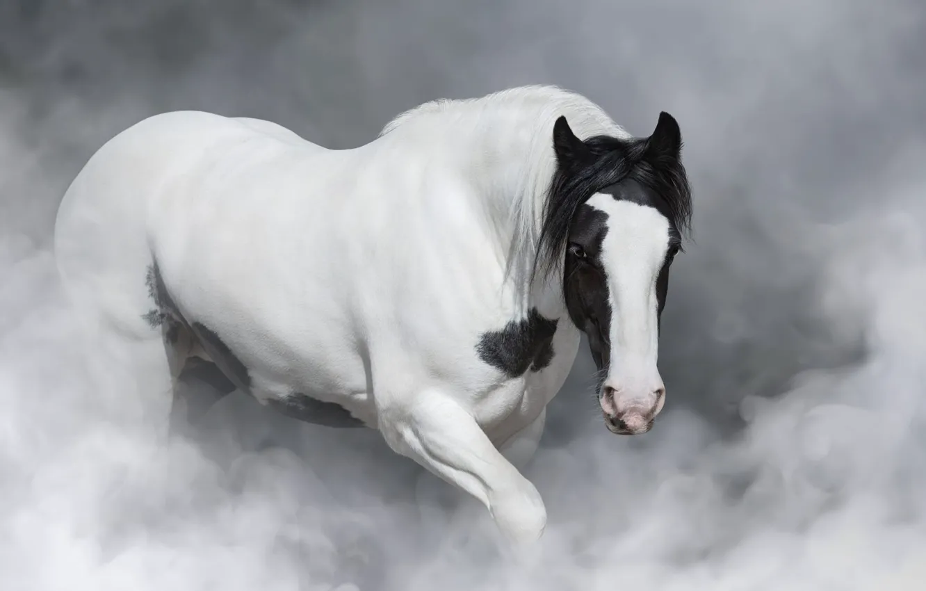 туманный клипер лошадь